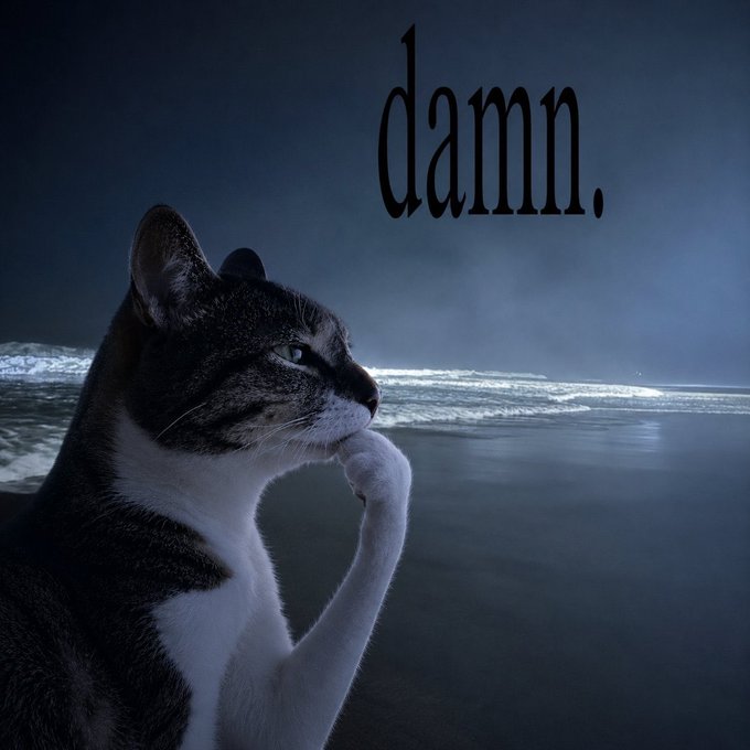 A tabby cat sits in a contemplative pose on a dark beach at night with the word 'damn.' displayed in large text above.