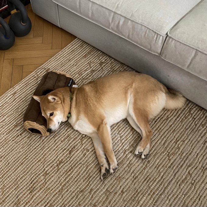 A tan Shiba Inu dog sleeps peacefully on its back on a woven rug next to a gray sofa, with its head resting on a brown pillow.