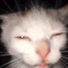 A close-up image of a fluffy white cat with eyes closed, appearing to be sleeping or squinting, with its small pink tongue sticking out.