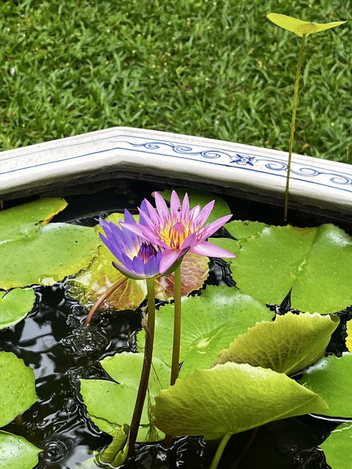 A delicate purple and yellow water lily blooms among large green lily pads floating in a decorative pond with a tiled rim.