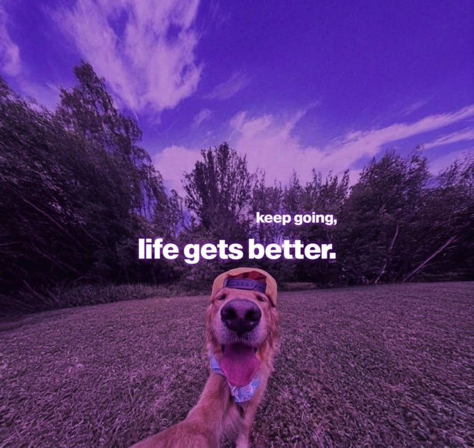 A golden retriever wearing a backwards cap smiles at the camera with the text 'keep going, life gets better.' overlaid on a purple-tinted outdoor scene.