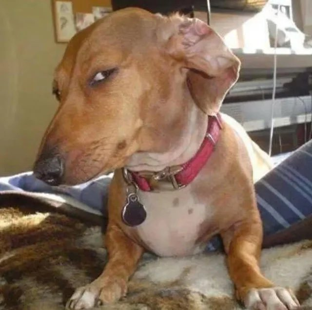 A brown and white dog with a pink collar rests on a fuzzy blanket, gazing sideways in a humorous, side-eye expression that mirrors the skeptical "holding this for a while might be next cycle's runner" sentiment—suggesting cautious optimism or playful doubt about the investment.