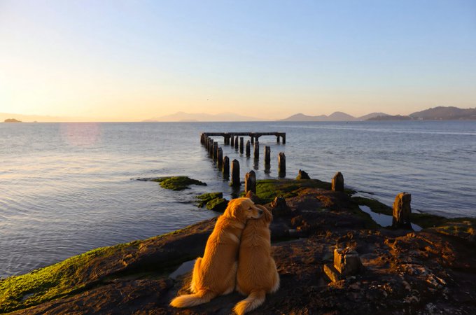 Two golden retriever puppies sit together on a rocky shoreline at sunset, looking out at the water toward a wooden pier.