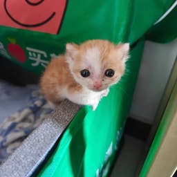 An adorable orange and white kitten peeks over a green blanket with a strawberry and smiley face design, fitting the playful "$Potato" meme context. The Chinese text "买" (meaning "buy") visible on the blanket humorously ties into the post's reference to creator onboarding and crypto investing vibes.