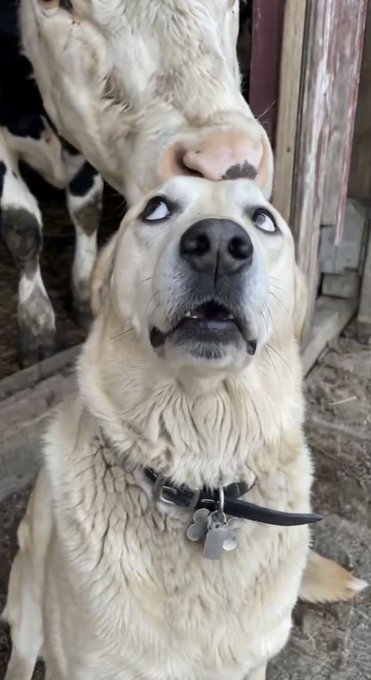 A light-colored dog with striking light blue eyes sits on a dirt surface, its tongue touching its nose, wearing a black collar with tags, while a cow stands in the background.