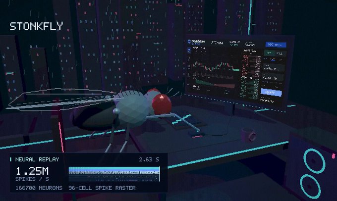 A low-poly 3D fruit fly perched on a desk observes a cryptocurrency trading chart labeled "flyflybase" with Bitcoin price data, while the interface displays "STONKFLY" branding, "NEURAL REPLAY," "1.25M SPIKES/S," and "166,700 NEURONS • 96-CELL SPIKE RASTER," visualizing the biological neural network's market analysis in a cyberpunk-themed digital environment.