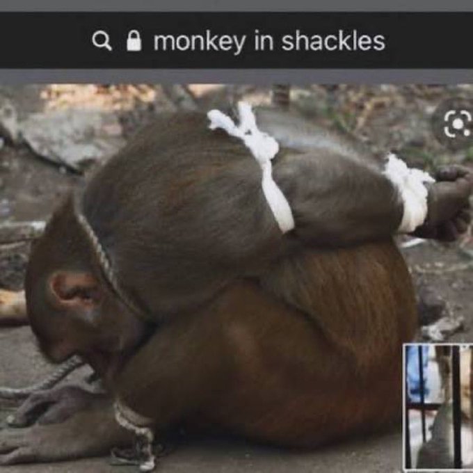 A search results image showing a monkey with its arms tied behind its back by white rope; the search query at the top reads 'monkey in shackles'.
