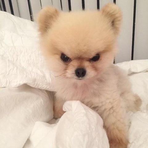 A fluffy cream-colored Pomeranian puppy sits on white bedding with a similarly serious, almost grumpy facial expression.