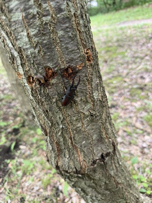 A close-up photograph of a male stag beetle clinging to the rough bark of a tree trunk in a forest setting.