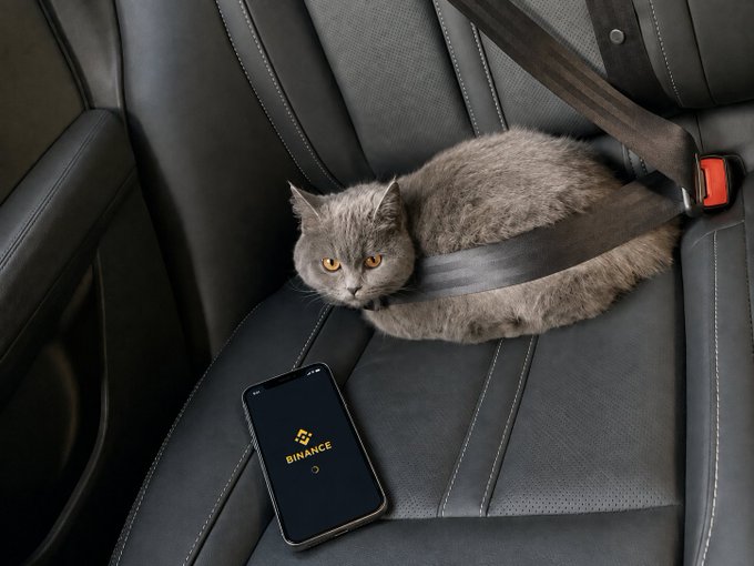 A gray cat is securely fastened with a seatbelt on a black leather car seat, lying next to a smartphone displaying the "BINANCE" app logo—illustrating the humorous "Step One: Check on Binance, Step Two: Fasten your seatbelt" by showing the cat has prioritized its crypto app over buckling up.
