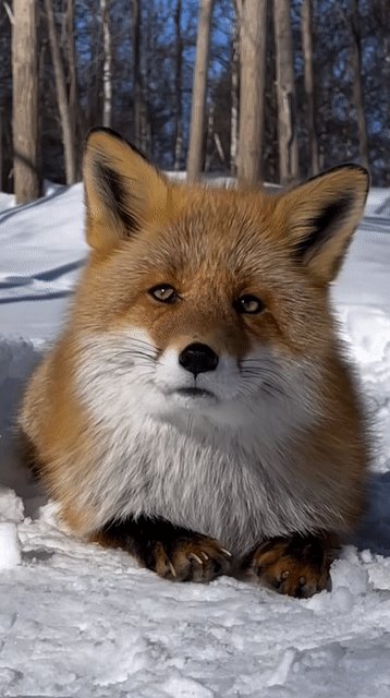 A red fox with amber eyes and fluffy orange-red fur sits peacefully in a snowy forest setting, its paws tucked together on the white snow.