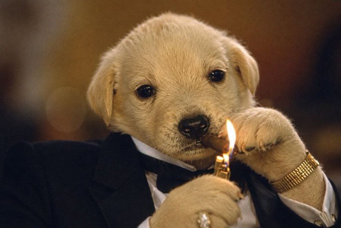 A humorous image of a golden retriever puppy dressed in a black suit and tie, holding a gold lighter with a flame in its paws, appearing to light a cigar.