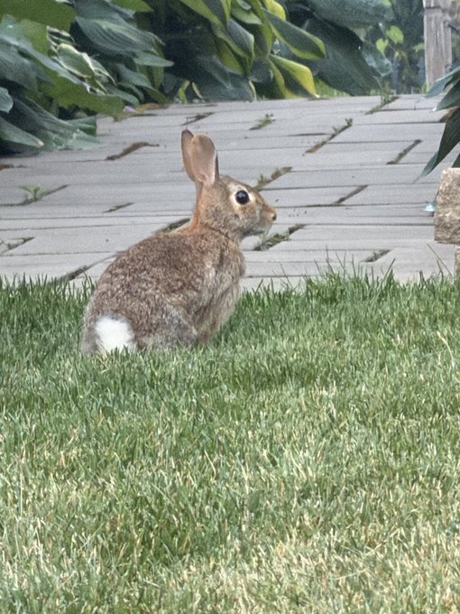 A small brown rabbit with a white tail sits on green grass next to a stone path, looking to the side near some leafy garden plants.