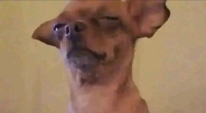 A close-up photo of a small brown dog looking up at the camera with a slightly bewildered expression.