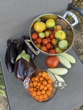 A top-down view of a freshly harvested garden display featuring a colander of tomatoes, eggplants, cucumbers, and a glass measuring cup filled with yellow cherry tomatoes on a dark surface.