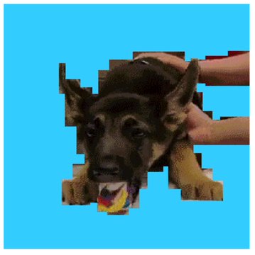 A pixelated, low-resolution image of a German Shepherd puppy being petted by a hand, set against a bright cyan blue background.