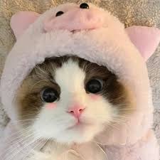 The image features a cat wearing a pink hat that looks like a pig's head. The cat appears to be looking directly at the camera with an expression of curiosity or amusement. The caption below the photo reads "GN Feeling increasingly bullish on $RIVER as the ecosystem continues to grow through real participation and utility." This suggests that the cat might be associated with a social media platform, where it is gaining attention for its unique hat design.