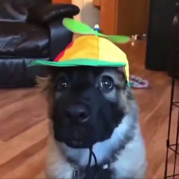 A German Shepherd dog wearing a colorful propeller beanie hat with yellow, green, and red panels.