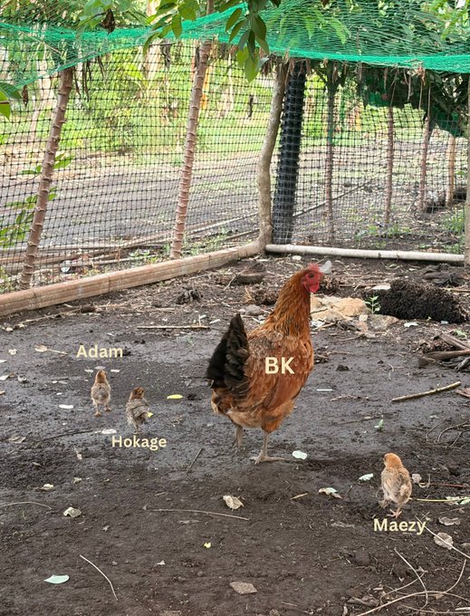 A mother hen named 'BK' standing in a dirt enclosure with three chicks labeled 'Adam', 'Hokage', and 'Maezy', surrounded by a green net fence.