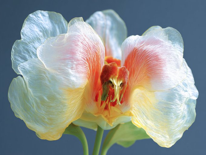 A close-up photograph of a translucent, delicate flower with pink, white, and yellow petals set against a blue background.