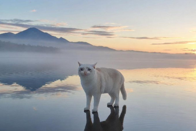 A white cat stands in shallow misty water at sunrise with mountains in the background, its reflection mirrored on the calm surface. The serene, natural setting visually echoes the grounded confidence and rising momentum mentioned in the post about $CASHCAT's growing holder base and market positioning.