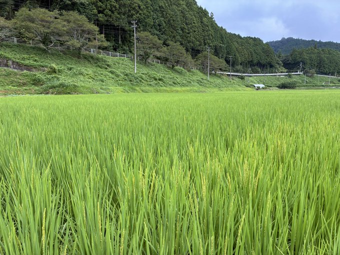 A lush green rice paddy field stretches across the foreground with forested mountains, a road, and utility poles visible in the background under a cloudy sky.