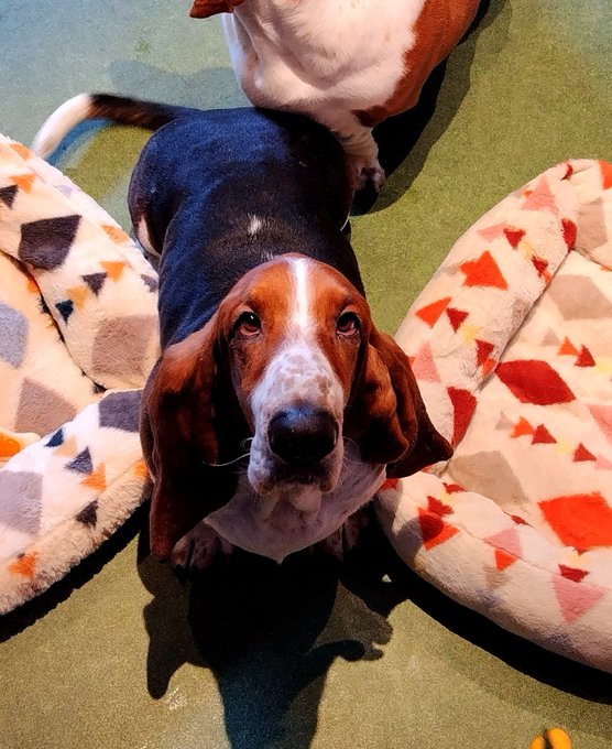 A basset hound with a black back and brown-and-white face sits between two colorful geometric-patterned dog beds on a green carpet, looking up at the camera.