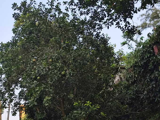 The image shows a tree with green leaves, and there are several oranges growing on its branches. The sky above the tree appears hazy, suggesting that the photo was taken during an overcast day or early morning hours when the sun's rays have not yet fully illuminated the scene. The presence of the tree and oranges in the foreground indicates that it is a sunny day with good weather conditions for outdoor activities such as picnics or spending time outdoors.