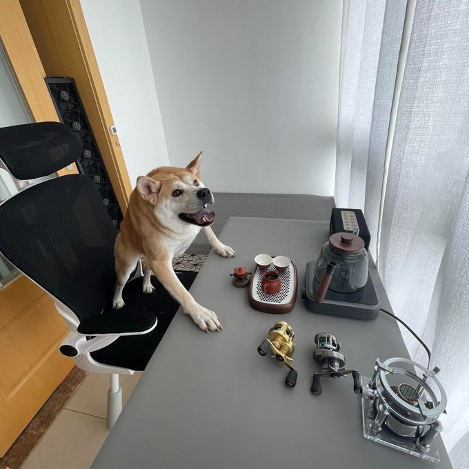 A Shiba Inu named Tudou happily perches on an office chair while showing off his tea-making setup, which includes a kettle, traditional tea set, and three fishing reels arranged on a gray desk. The "tudou.life" handle reflects how the playful pup appears ready to brew tea and perhaps cast a line.