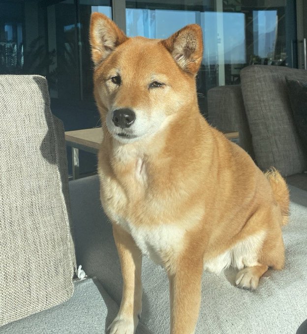 A ginger Shiba Inu named Rusty sits attentively on a gray outdoor couch, bathed in sunlight, embodying the focused "simple vision" of tokenizing the world mentioned in the post.