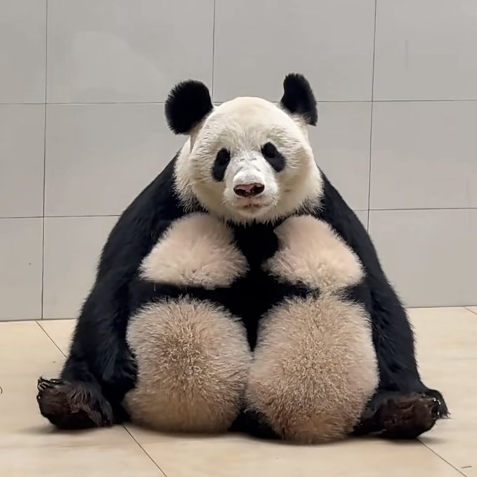 A giant panda sits against a tiled wall, looking directly at the camera with its paws resting in front of its body.