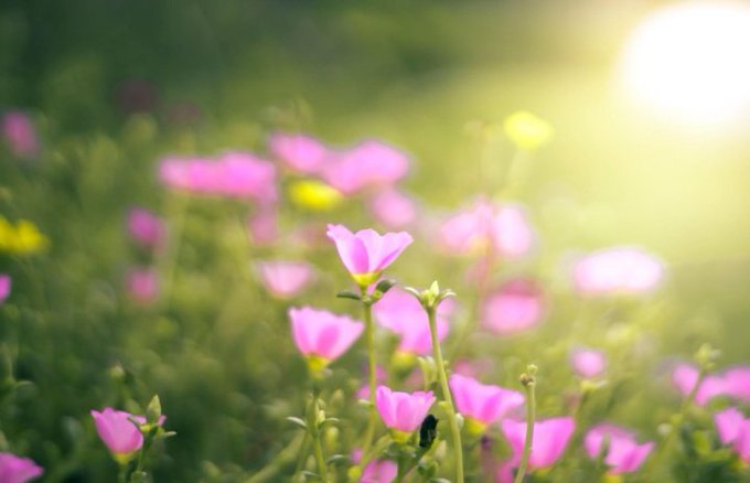 urn of pink flowers with yellow centers, set against a blurred green background and bright sunlight.