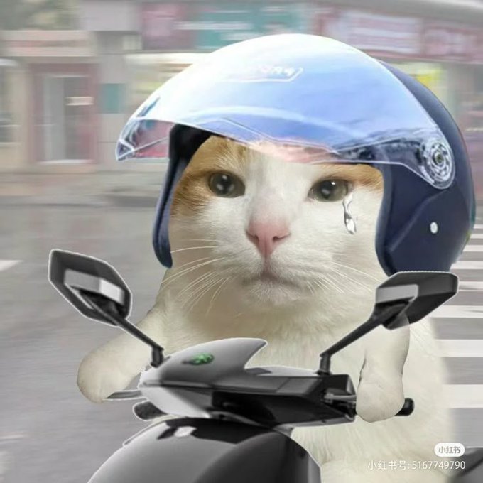 A humorous photo of a cat wearing a blue motorcycle helmet, posed as if riding a scooter with a tear on its cheek.