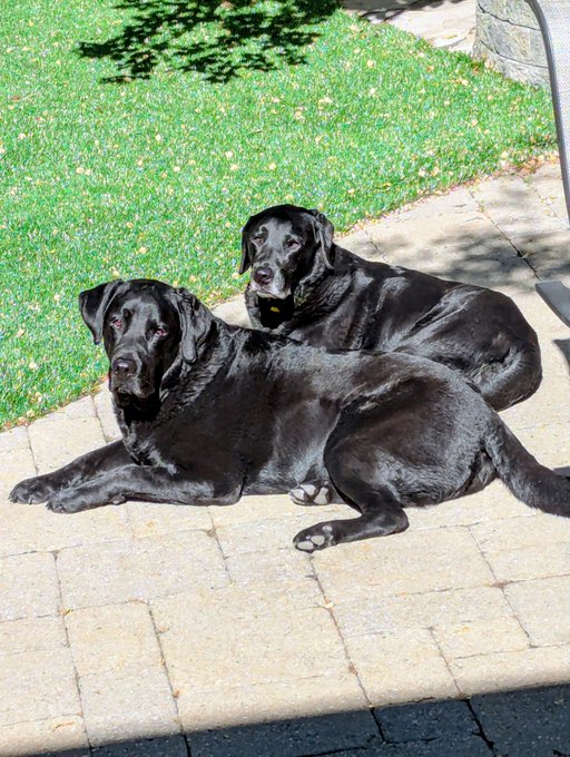 The image features two black dogs lying down on a brick sidewalk, with their heads resting on each other's backs. They are positioned close together, creating an impression of companionship between them. The background includes grass and trees, providing a natural setting for the scene. The caption "GN. Luna and Jimmy will see you all tmw." suggests that these dogs might be waiting for someone to come home or for their owner to return from work.