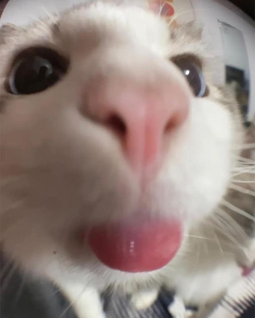 A close-up fisheye lens selfie of a white and tan cat with its pink tongue sticking out.