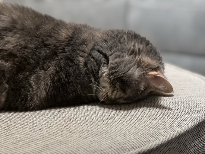 A grey tabby cat sleeps peacefully with its eyes closed, resting on a textured grey fabric surface.