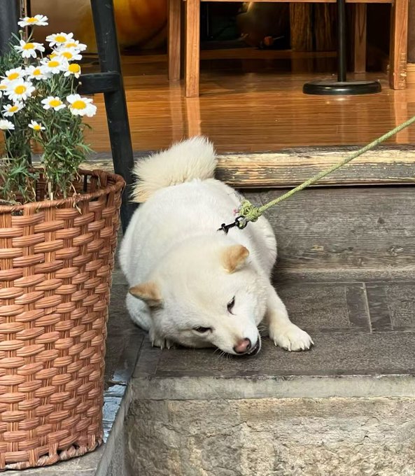 A white dog, appearing to be a Shiba Inu, lying down on a wooden step next to a wicker basket containing white daisies, attached to a leash.