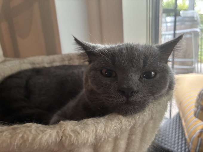 A gray cat with large eyes rests in a fluffy beige pet bed.