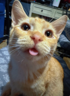 A close-up photo of an orange tabby kitten looking at the camera with its mouth slightly open, showing a small tooth.