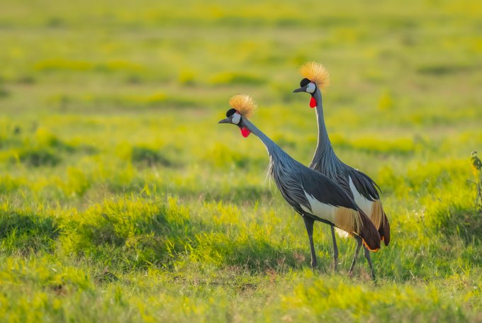 Two grey crowned cranes stand in a lush green grassy field, showcasing their distinctive golden crests, black faces, and red throat pouches.