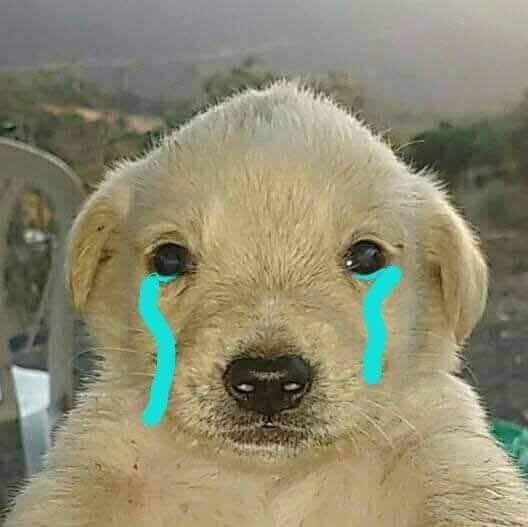 A close-up of a light-colored puppy with cartoon blue tears digitally added streaming down from its eyes.