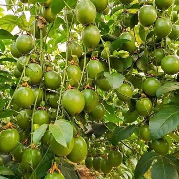 A cluster of green, round fruits (appearing to be passion fruit or similar) hanging abundantly from a vine with green leaves.
