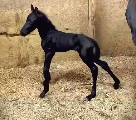 A small black foal stands in a stable with hay on the ground and a rustic wall behind it.