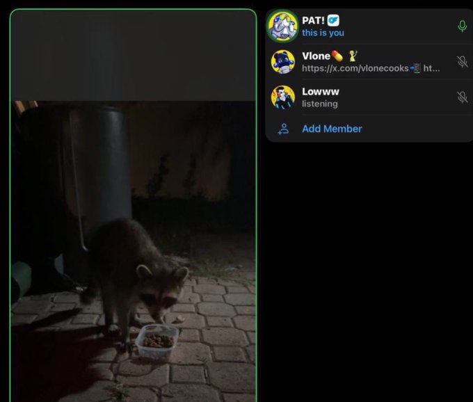 A nighttime screenshot showing a raccoon eating from a food bowl on a brick patio, with a Discord voice channel on the right showing members 'PAT!' (this is you), 'Vlone' (https://x.com/v1onecooks), and 'Lowwww' (listening).