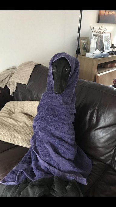 A black dog wrapped in a purple hooded towel sitting upright on a brown leather couch.