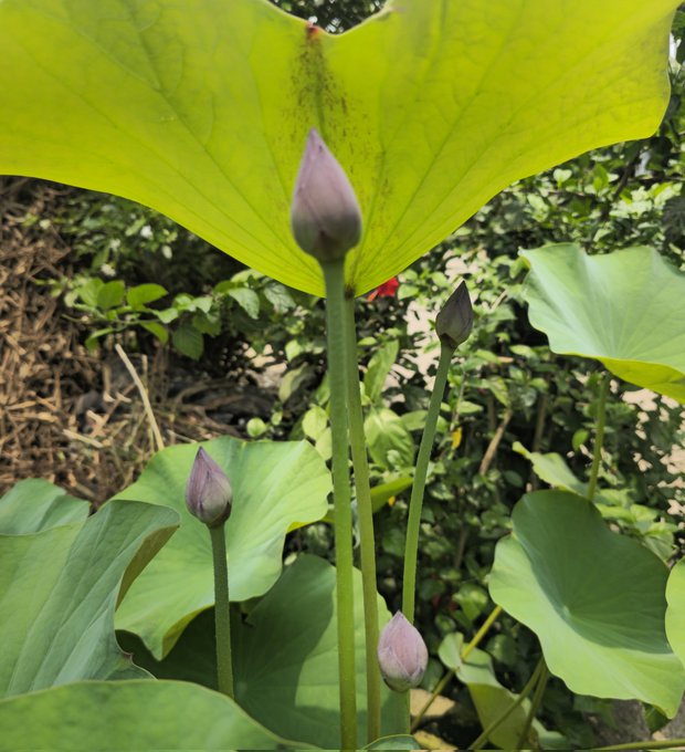 The image features a close-up view of a plant with purple flowers, surrounded by green leaves. The focus of the photo seems to be on the beautiful blossoms rather than the surrounding foliage. The background appears to be a garden or park setting, which adds to the overall ambiance and context of the photograph.