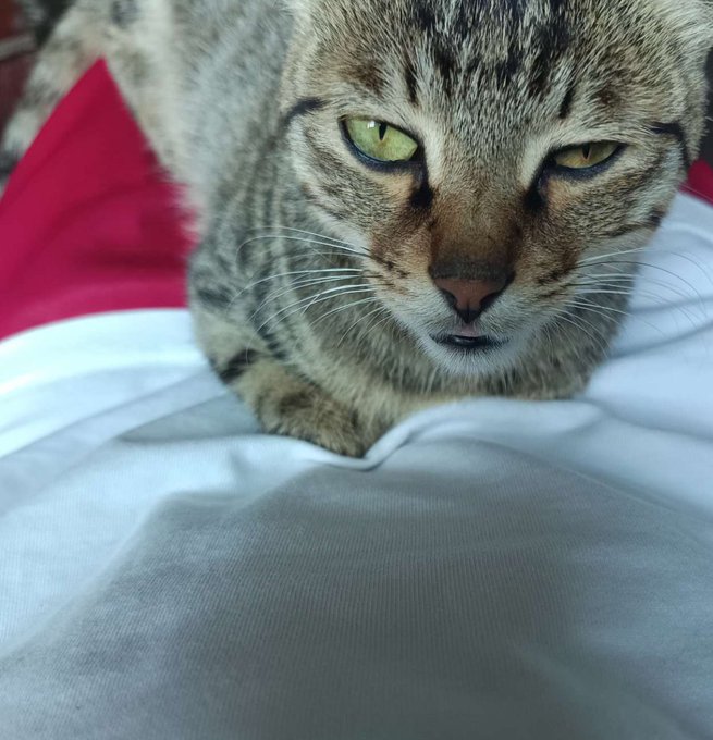 A close-up photo of a tabby cat with intense green eyes resting on a white and red fabric surface.