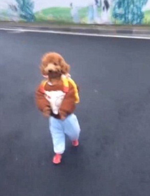 A small dog with curly hair stands on an asphalt road wearing an orange jacket, light blue pants, and red shoes.