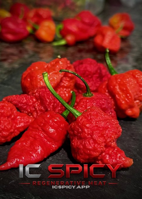 A close-up photograph shows several bright red, wrinkled peppers with green stems on a dark surface, overlaid with the red logo "IC SPICY - REGENERATIVE HEAT" and "ICSPICY.APP".