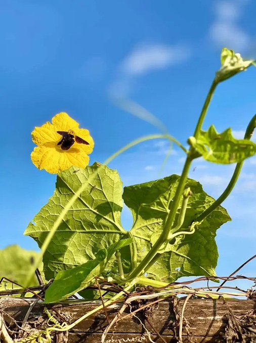 A bee rests on a bright yellow flower against a blue sky, with large green leaves and tendrils growing on a vine in the foreground.